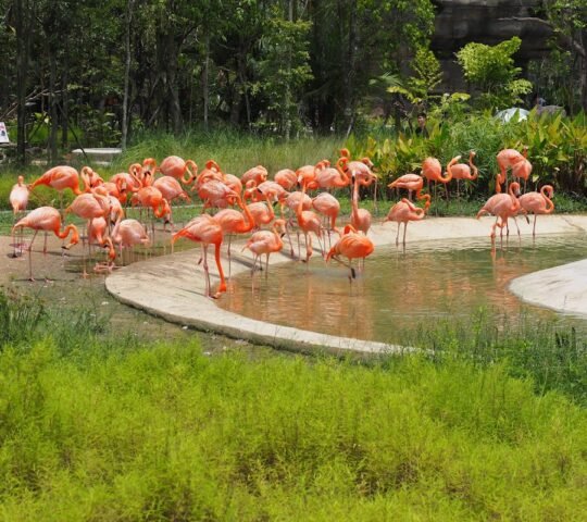 Bird Paradise