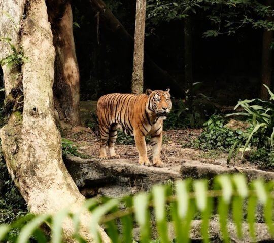 Singapore Zoo