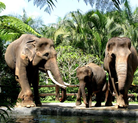 Mason Elephant Park & Lodge