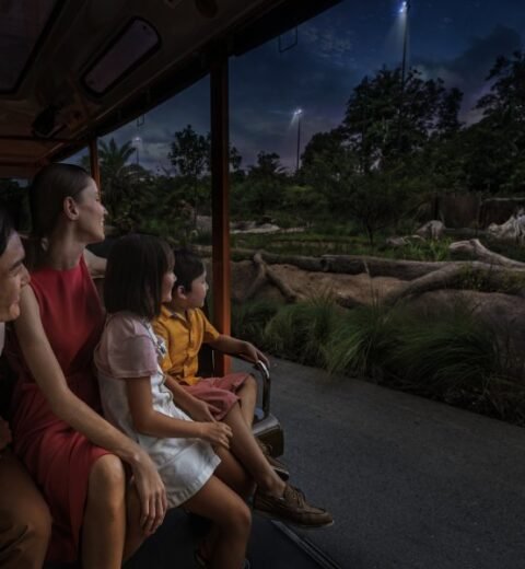 8 Activities and Attractions at Bali Bird Park